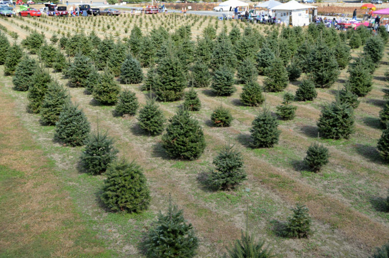 Don’s Tree Farm can be found on Google , Yelp and Facebook! We Love