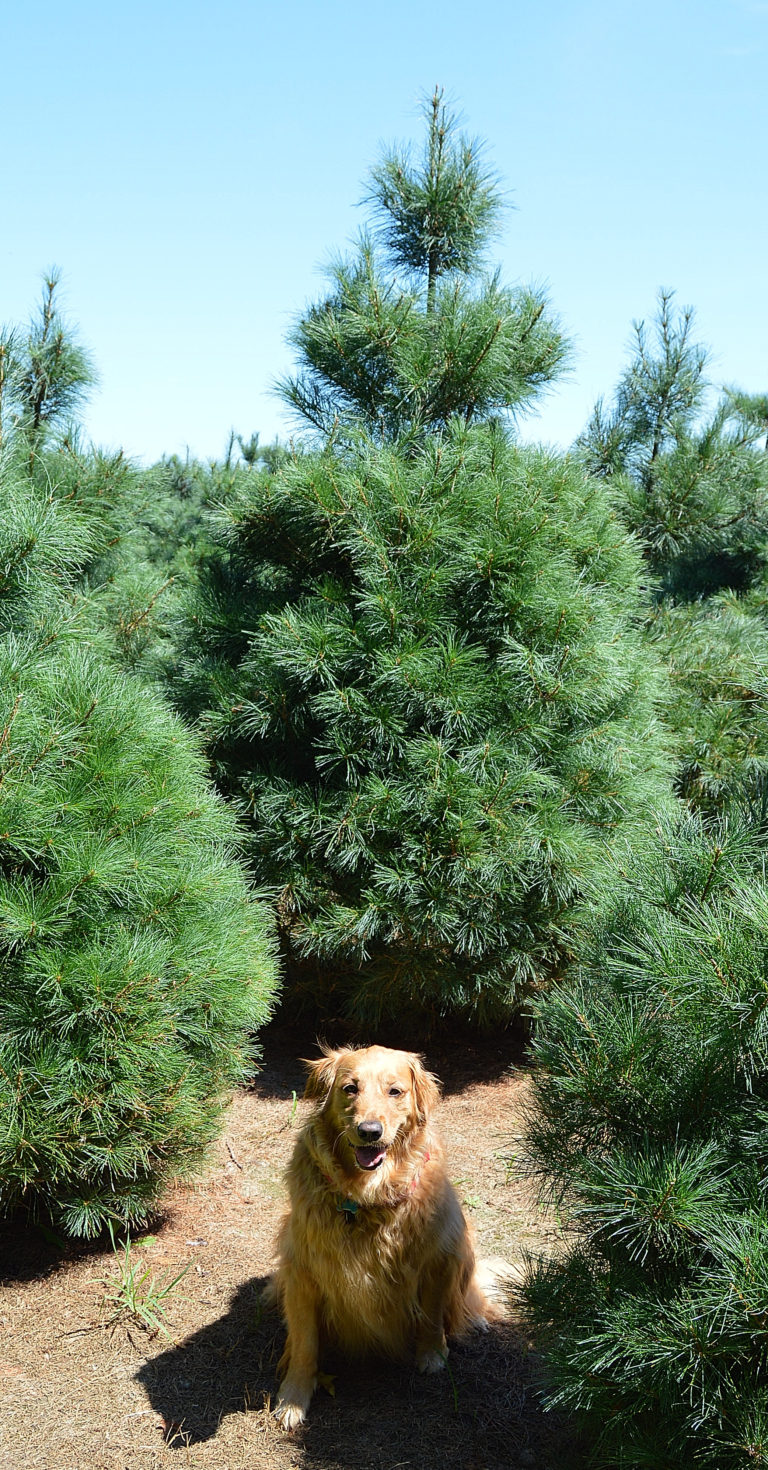 Don’s Tree Farm can be found on Google , Yelp and Facebook! We Love